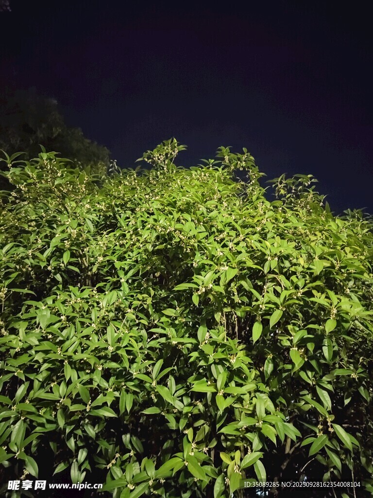 夜幕下的葱郁绿植