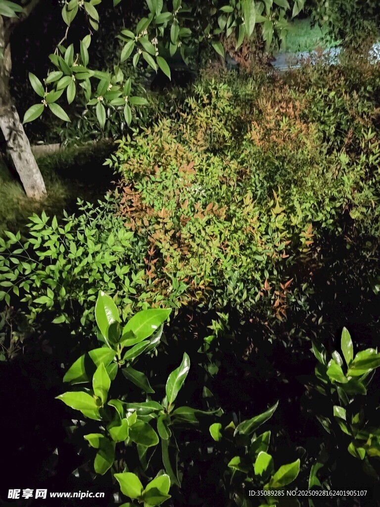 夜幕下的繁茂绿植
