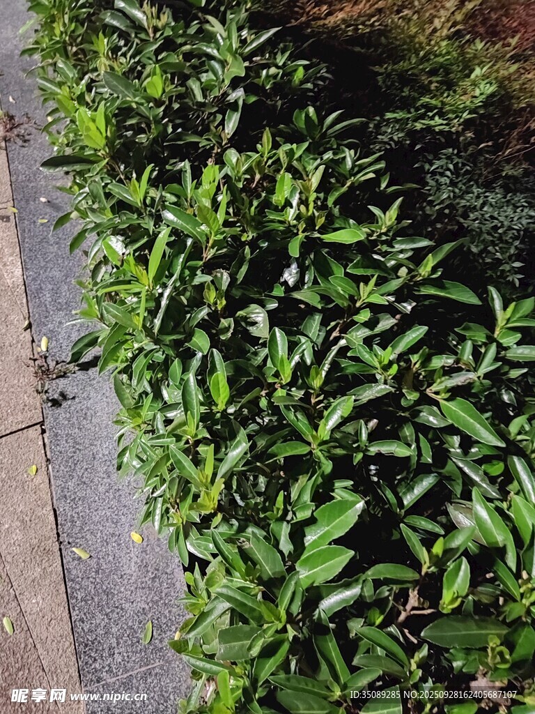 路边翠绿繁茂的灌木丛