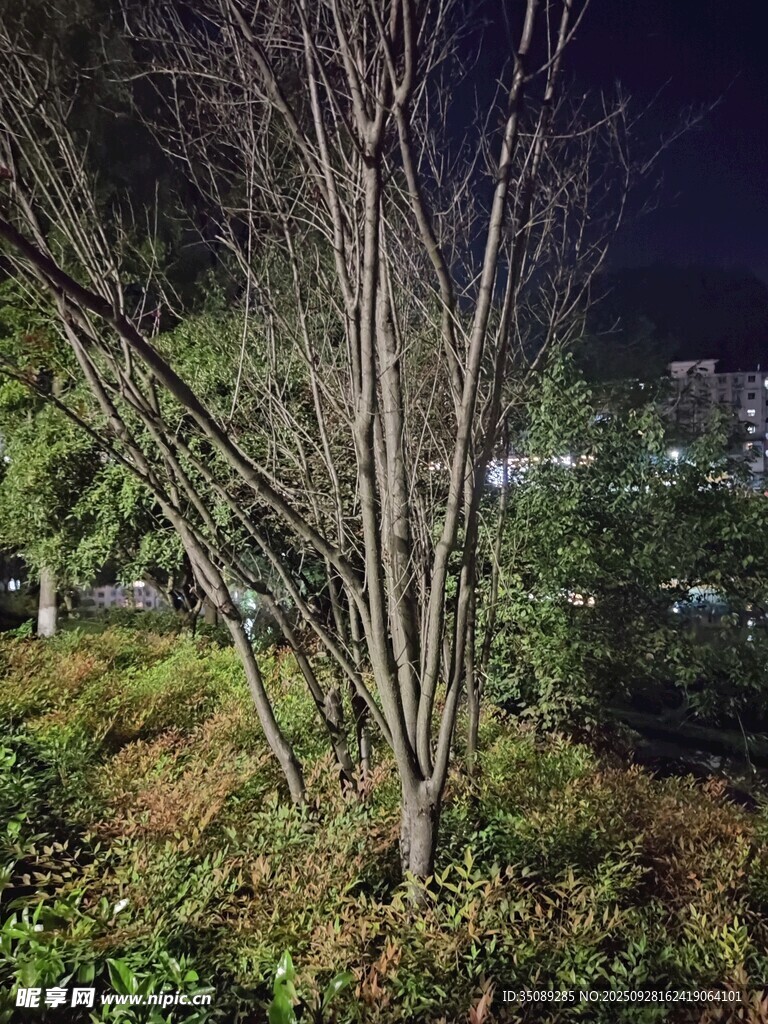 夜晚中的树木与绿植景观