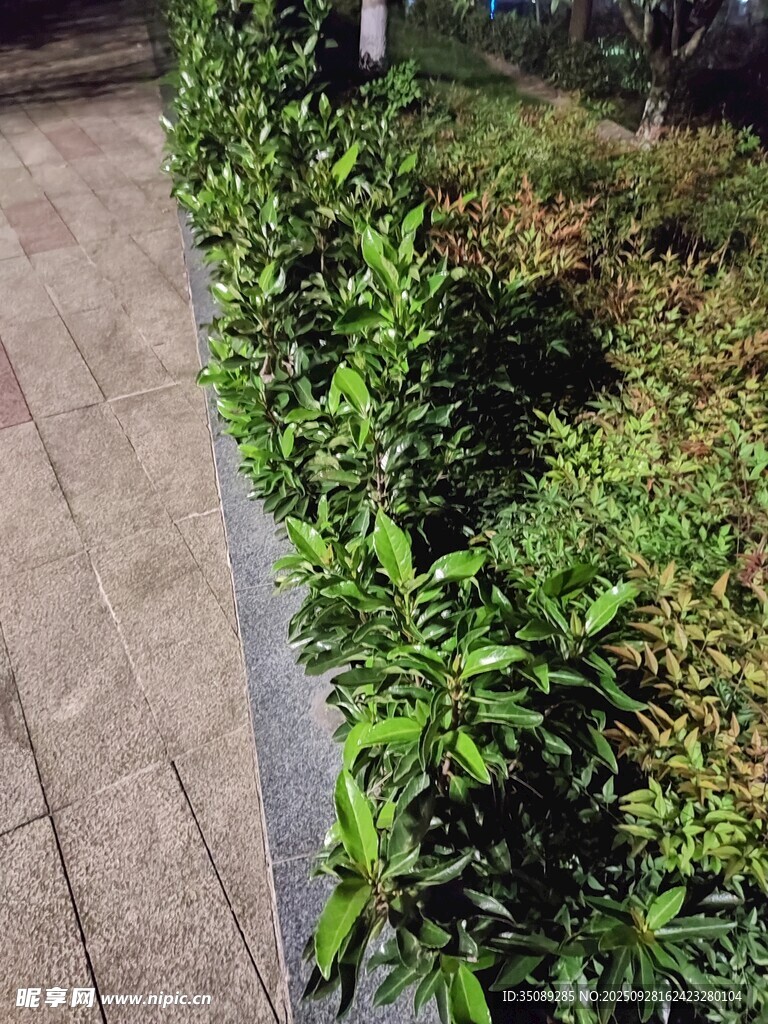 路边整齐绿植景观