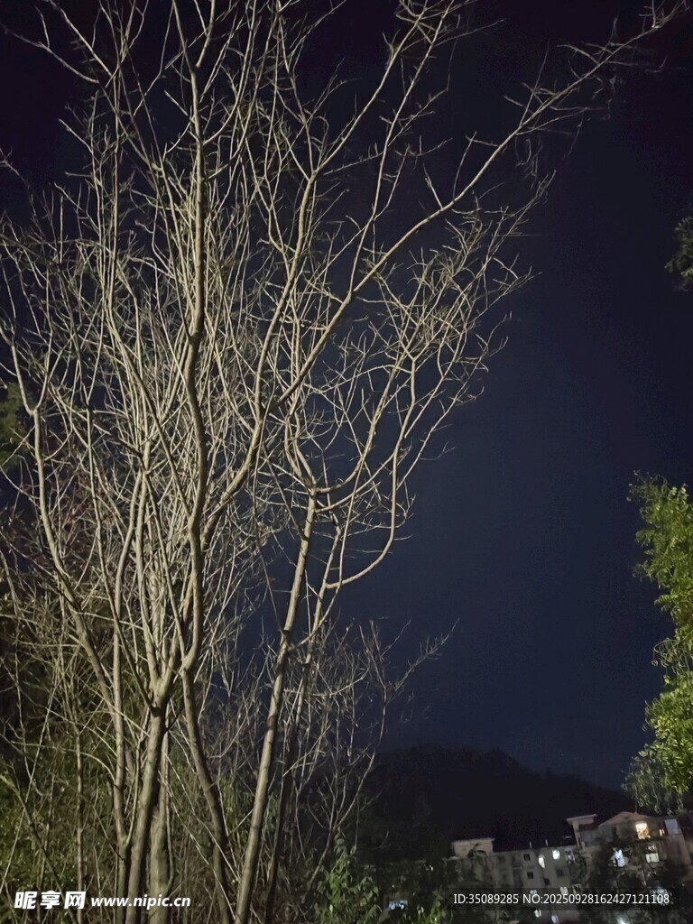 夜中光秃树木的静谧景象