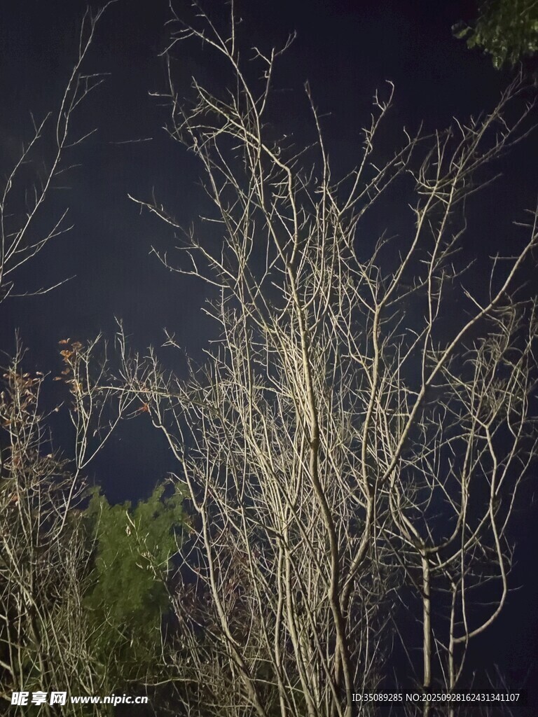 夜晚光秃树枝景象