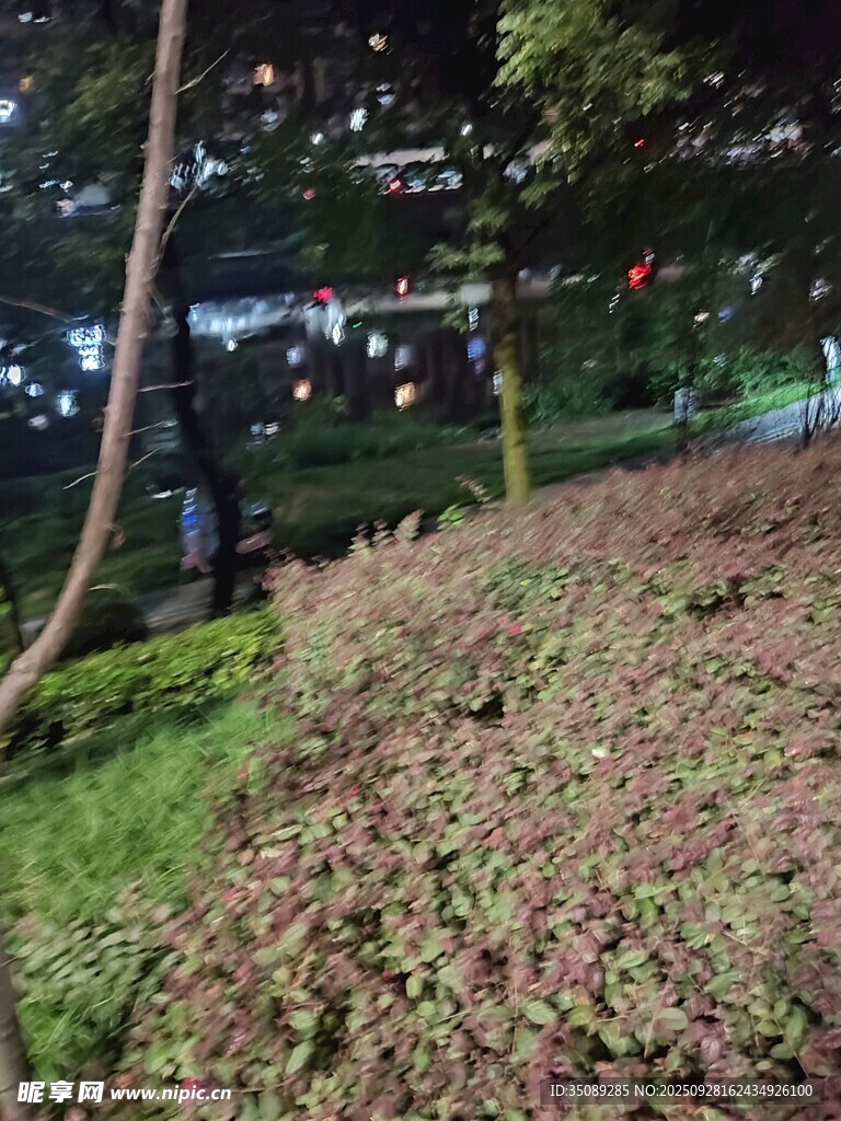 夜晚公园绿植景观
