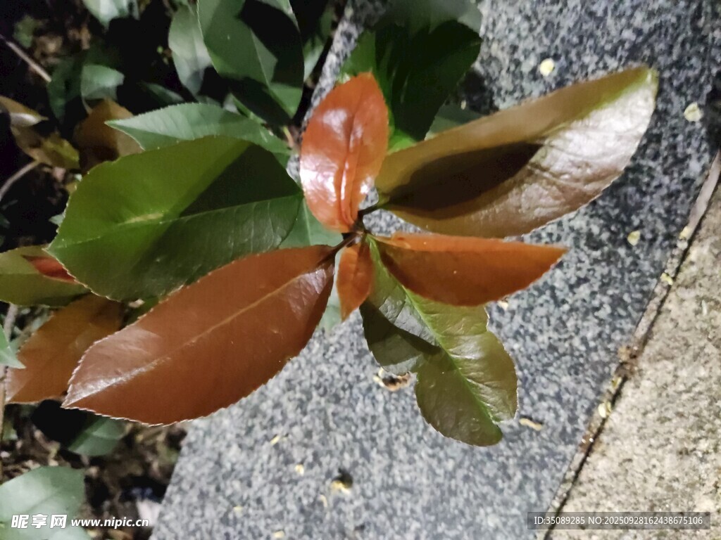 棕绿相间的叶片特写