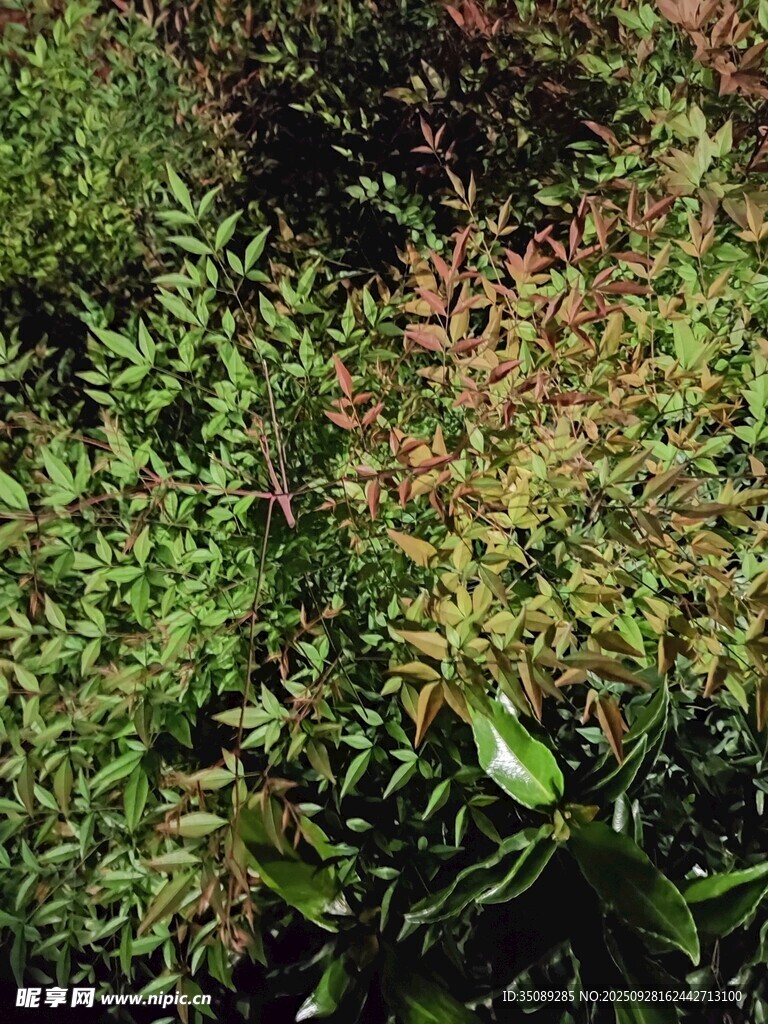 多样绿植景观