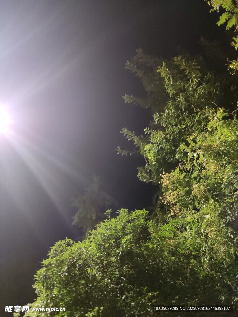 夜中树林间的耀眼光束