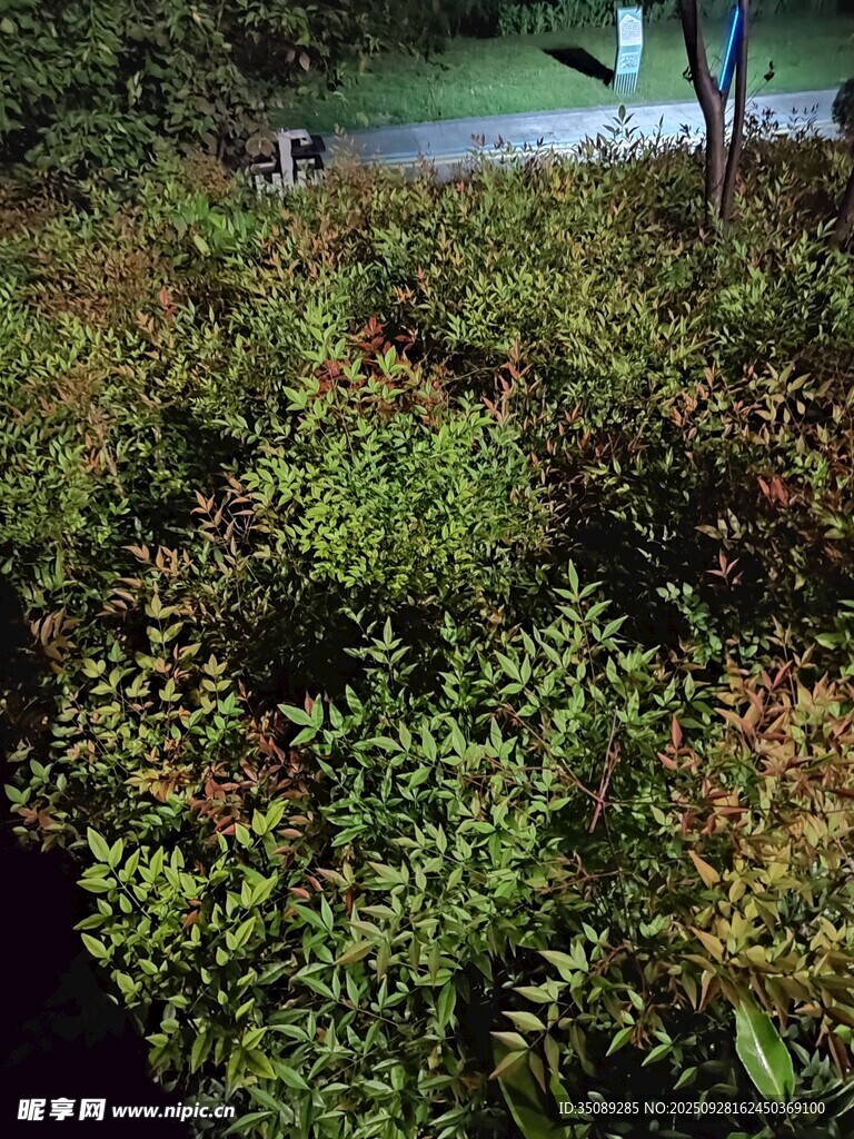 繁茂绿植与远处水景