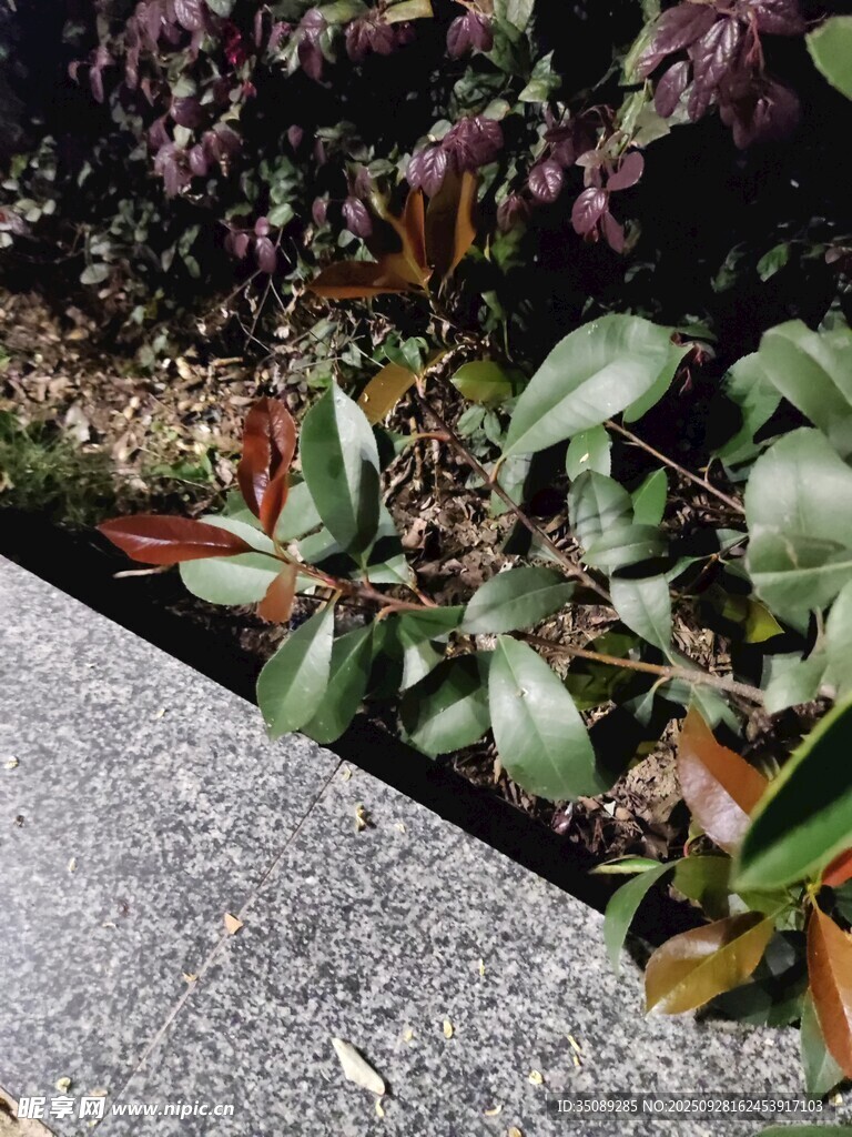 路边多彩植物景观