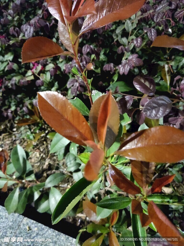红绿叶植物特写