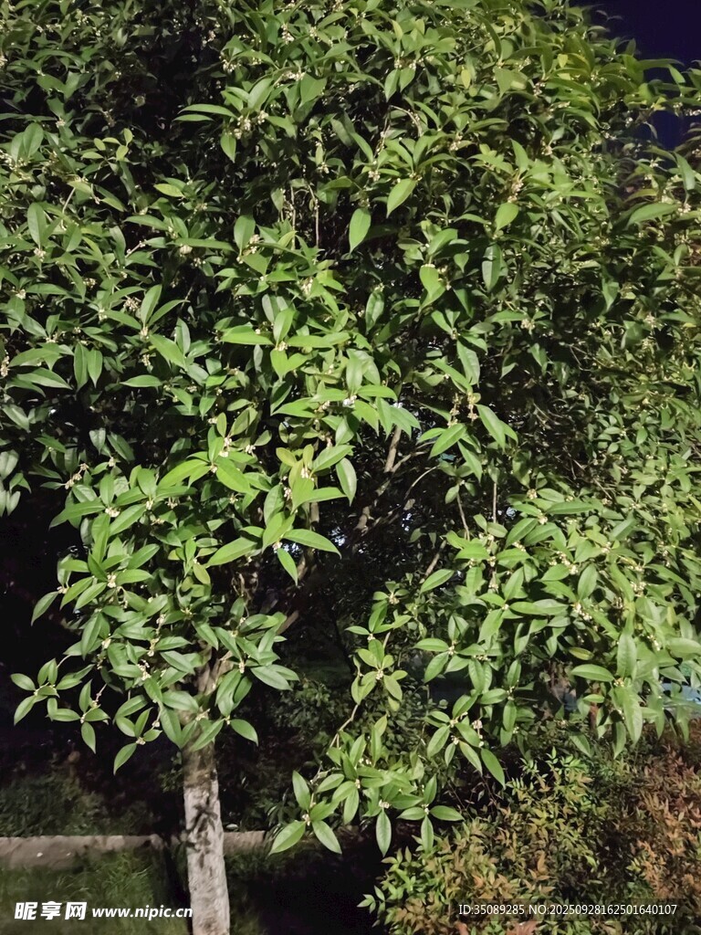 夜晚中的葱郁树木