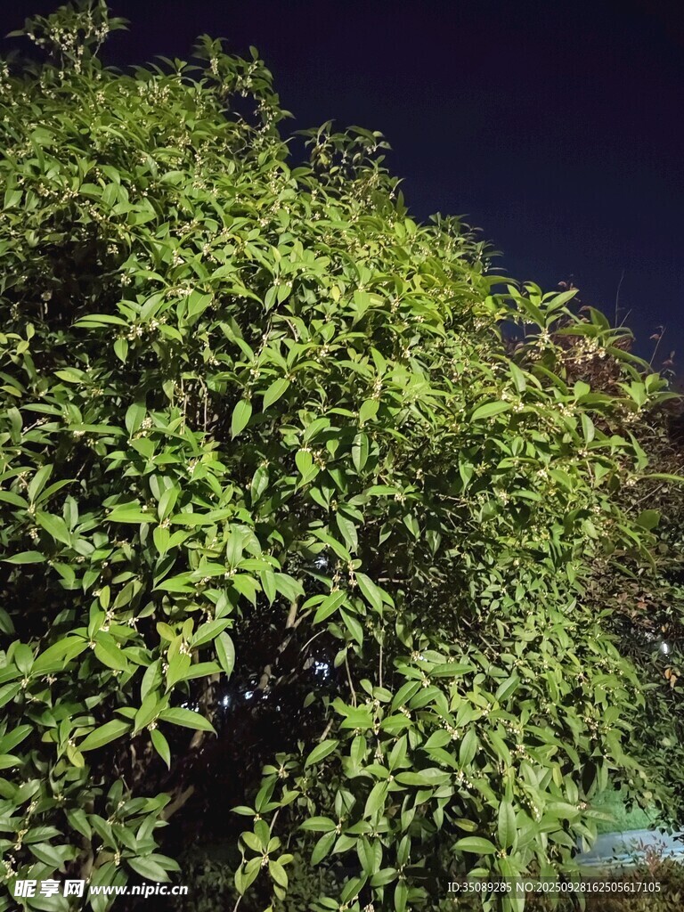 夜晚繁茂绿植