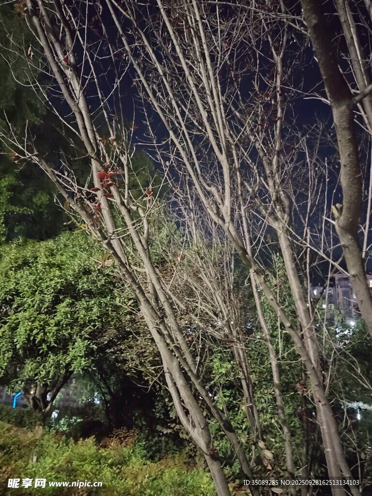 夜色中的树木与绿植