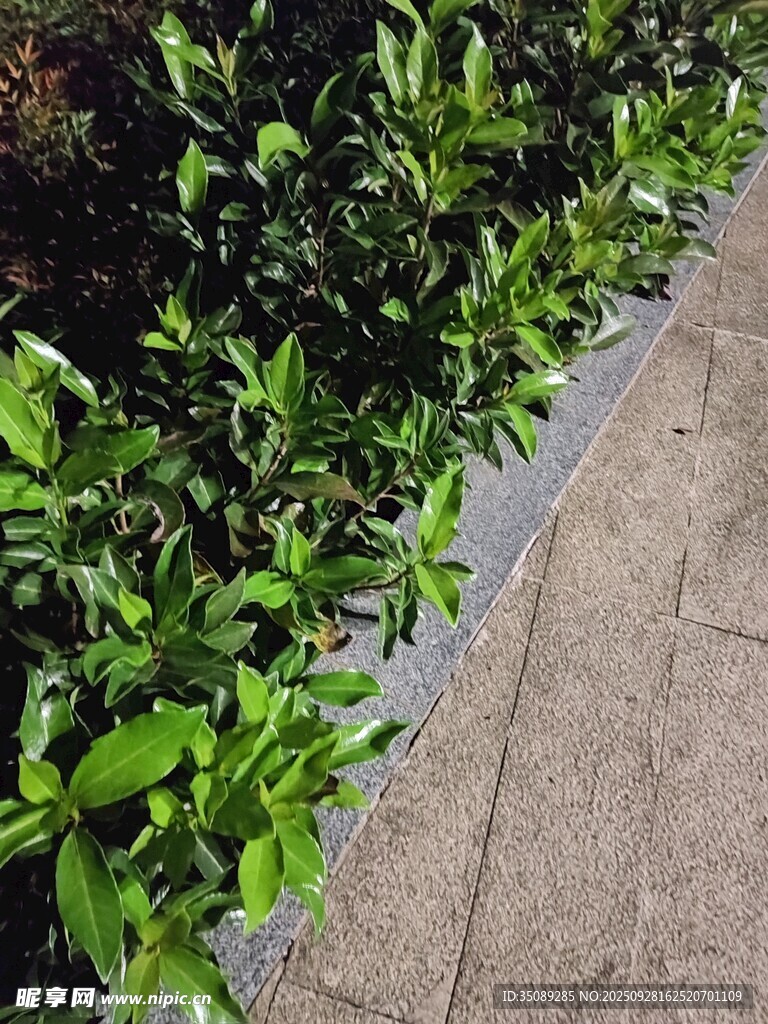 路边翠绿灌木丛