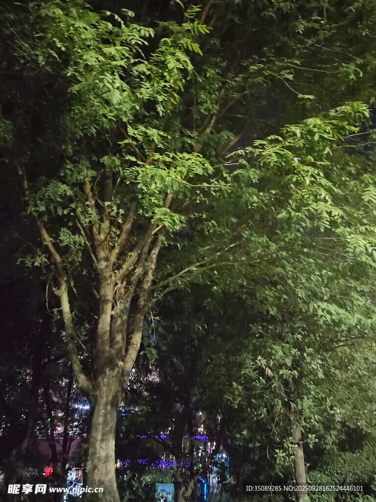 林间葱郁树木与人群