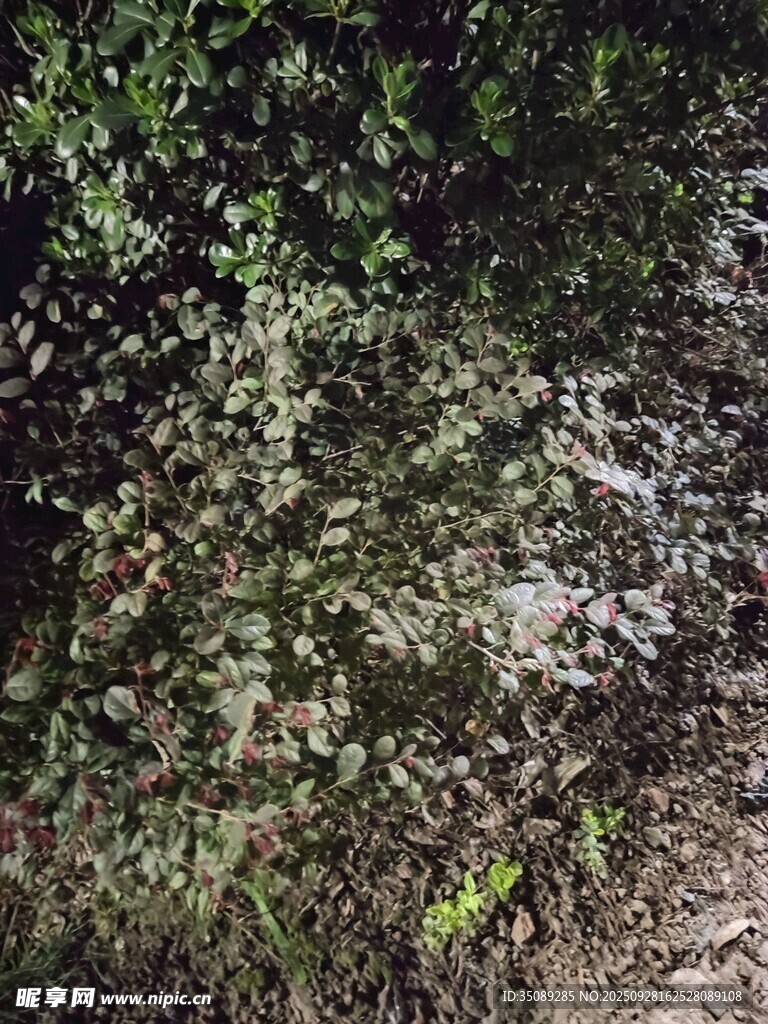 茂密绿植景观