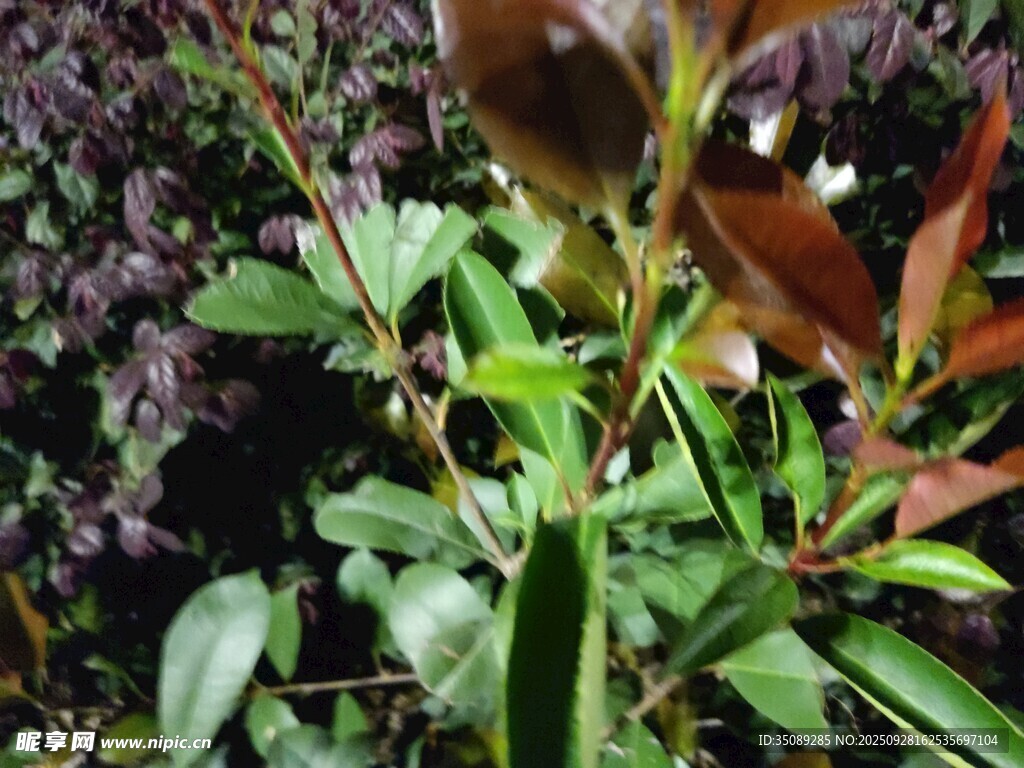 多彩叶片植物特写