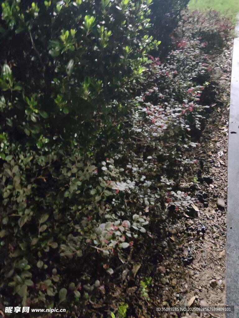 路边繁茂绿植景观