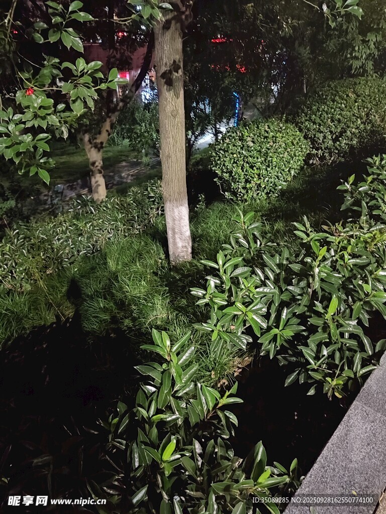 静谧绿植景观一角