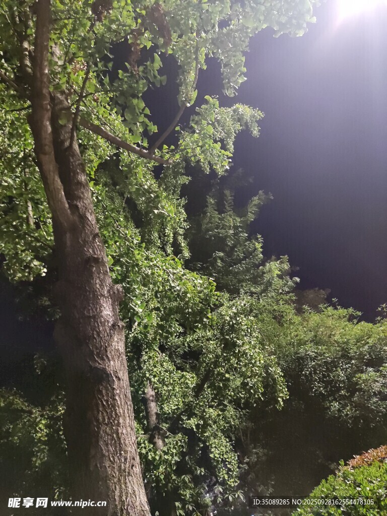 林间光影绿意盎然的自然景
