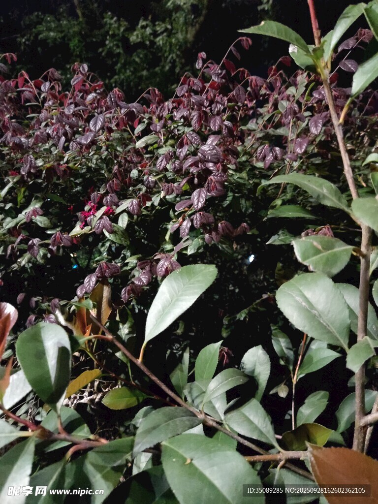 紫叶植物景观