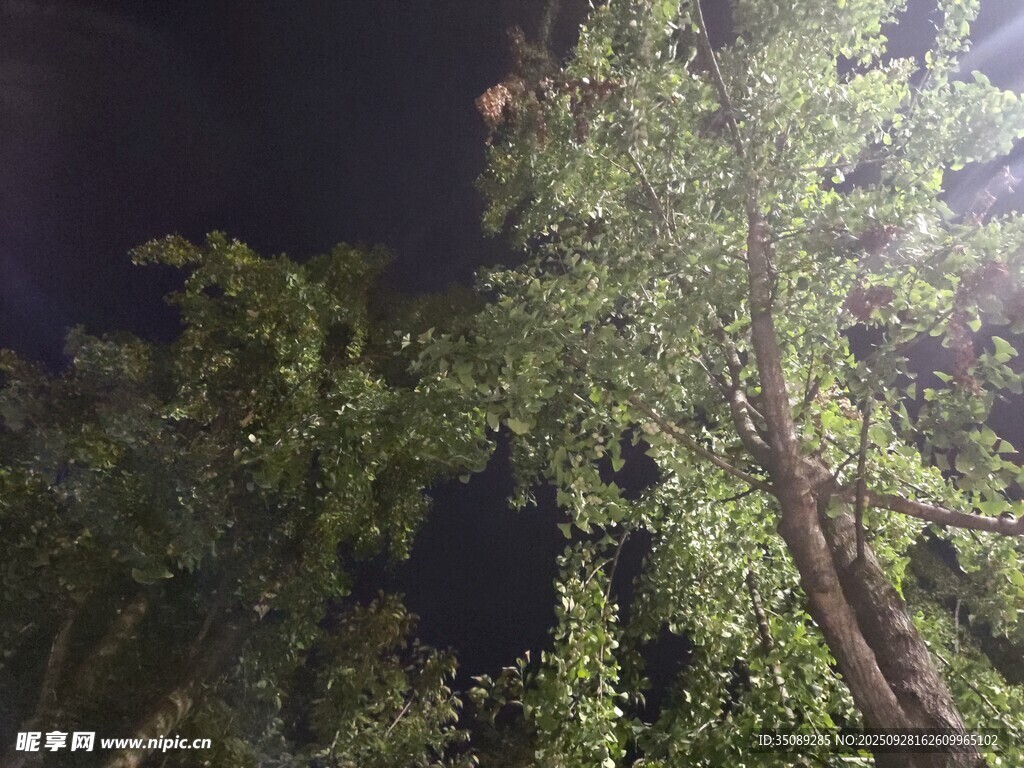 夜晚林间枝叶光影