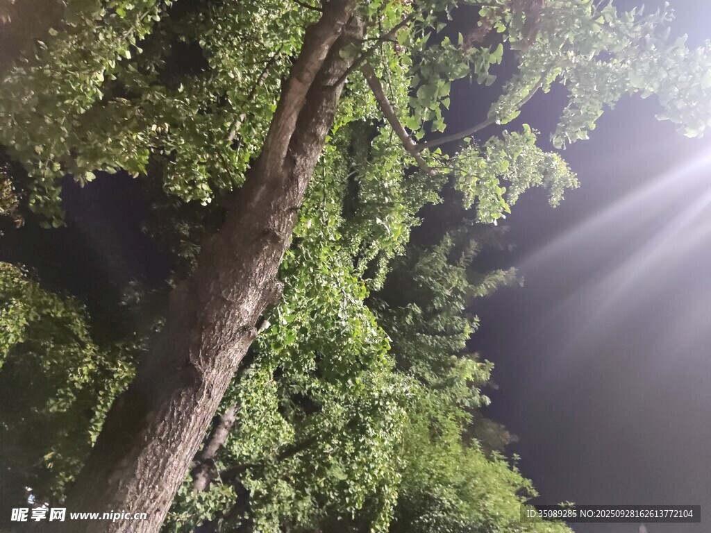 夜晚林间透过枝叶的光束