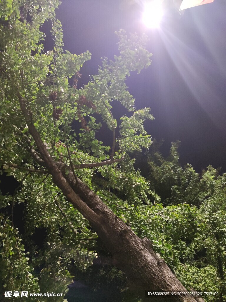 阳光穿透枝叶的林间景象
