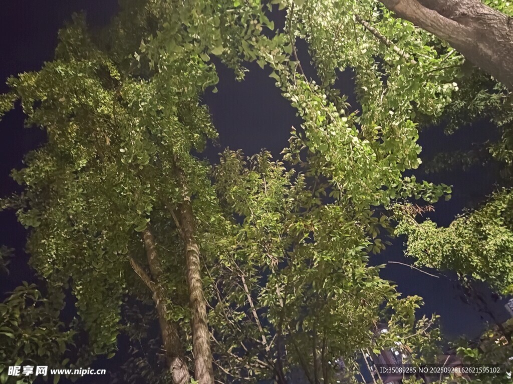 夜晚的葱郁树木