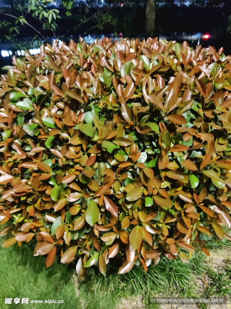 红叶灌木景观