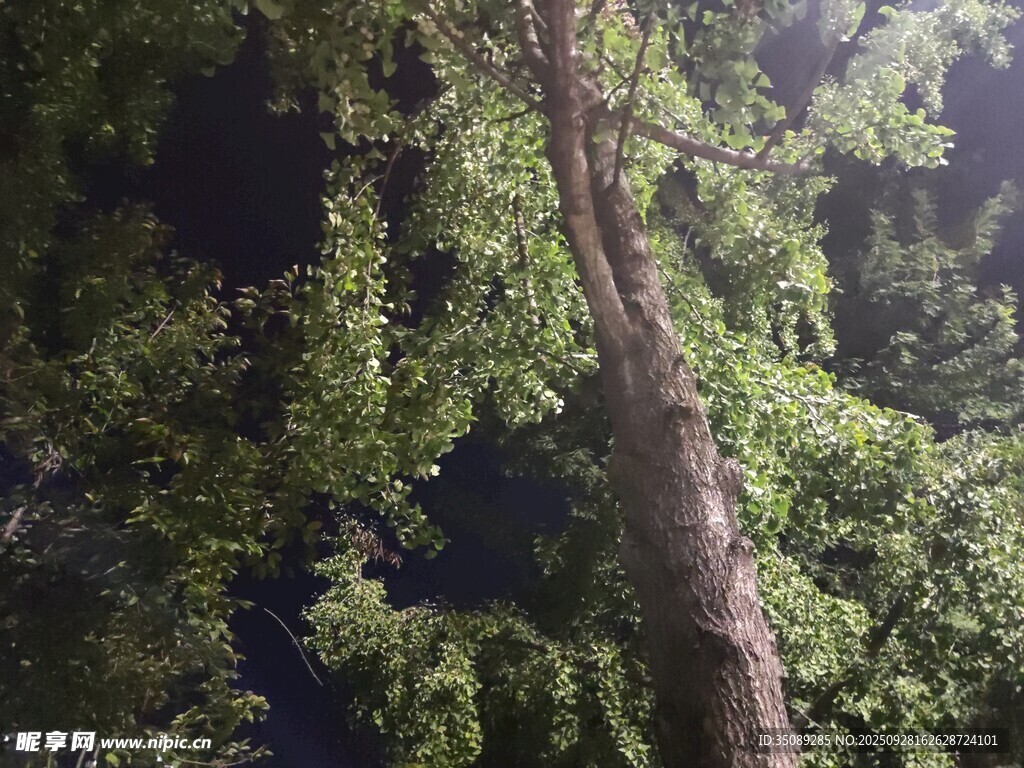 林间挺拔树木与繁茂枝叶