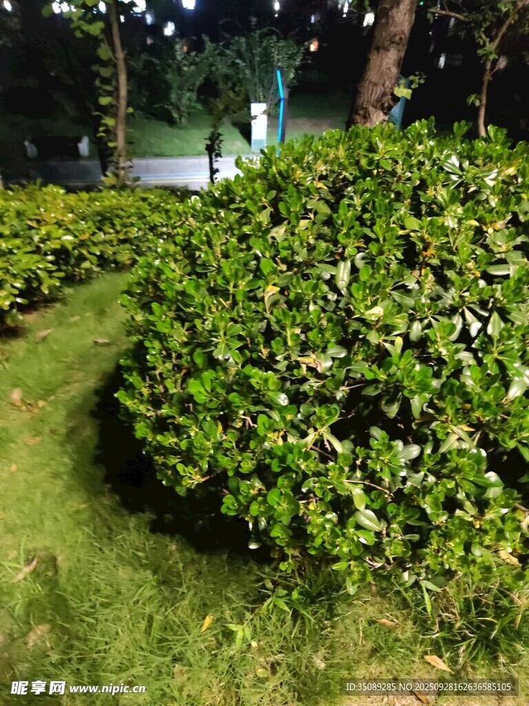 夜晚花园中的绿植景观