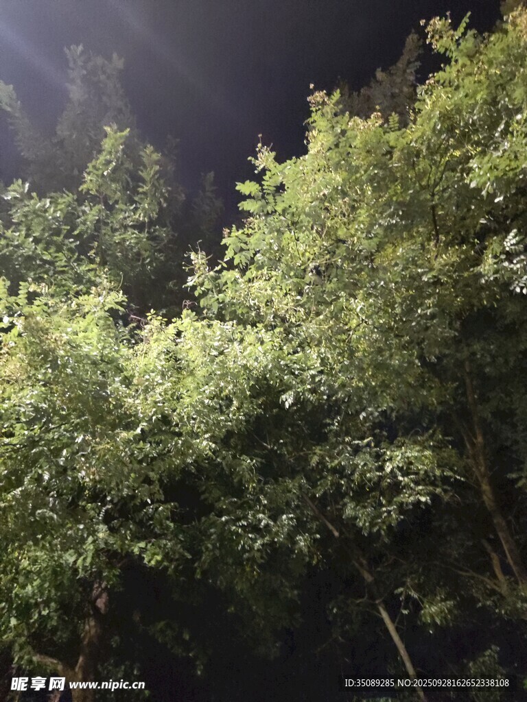 夜晚中的茂密翠绿树林