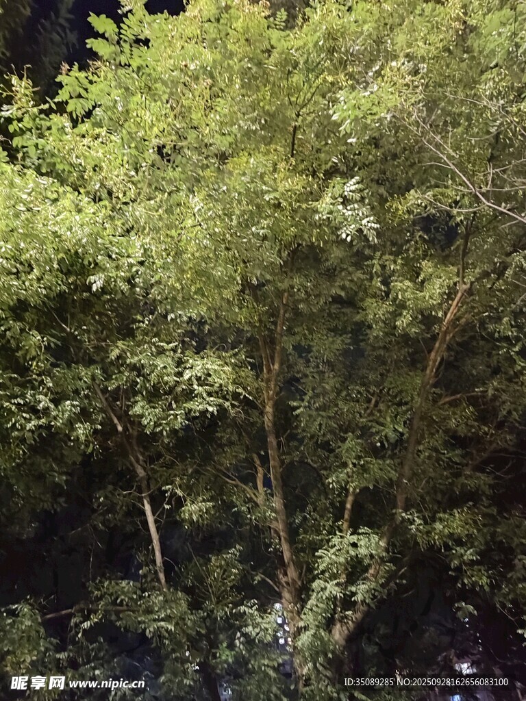 茂密绿意盎然的树林