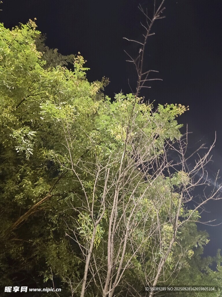 夜幕下的葱郁树木