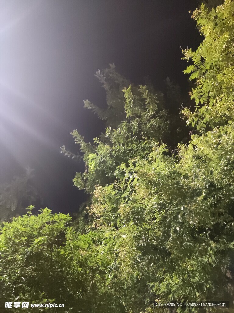夜晚林间的光束