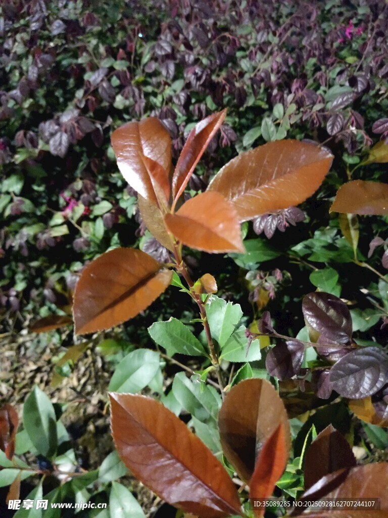 红绿叶植物特写