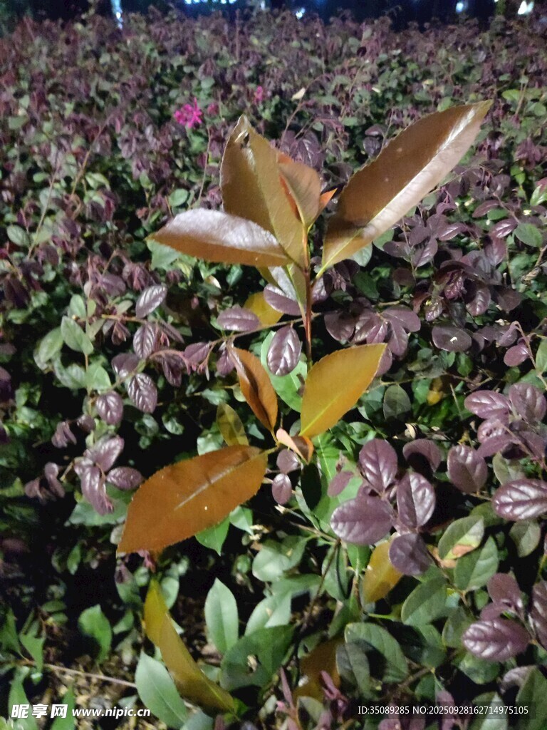 绿叶丛中绽放的独特植物