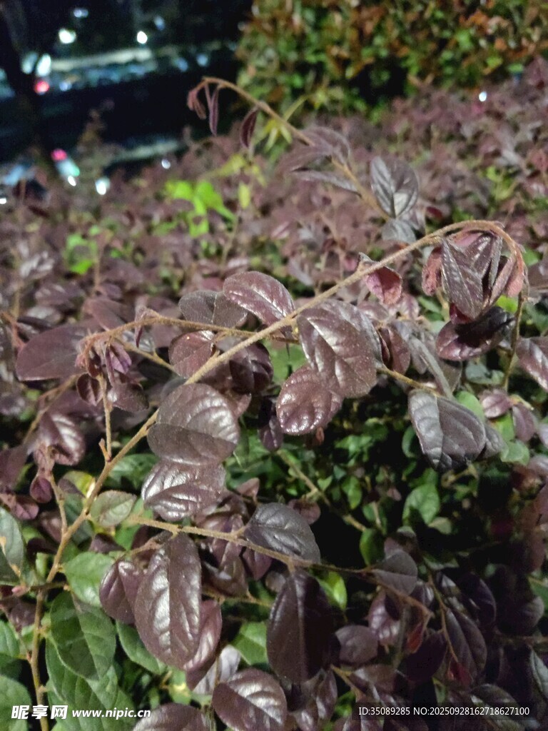 紫叶植物特写