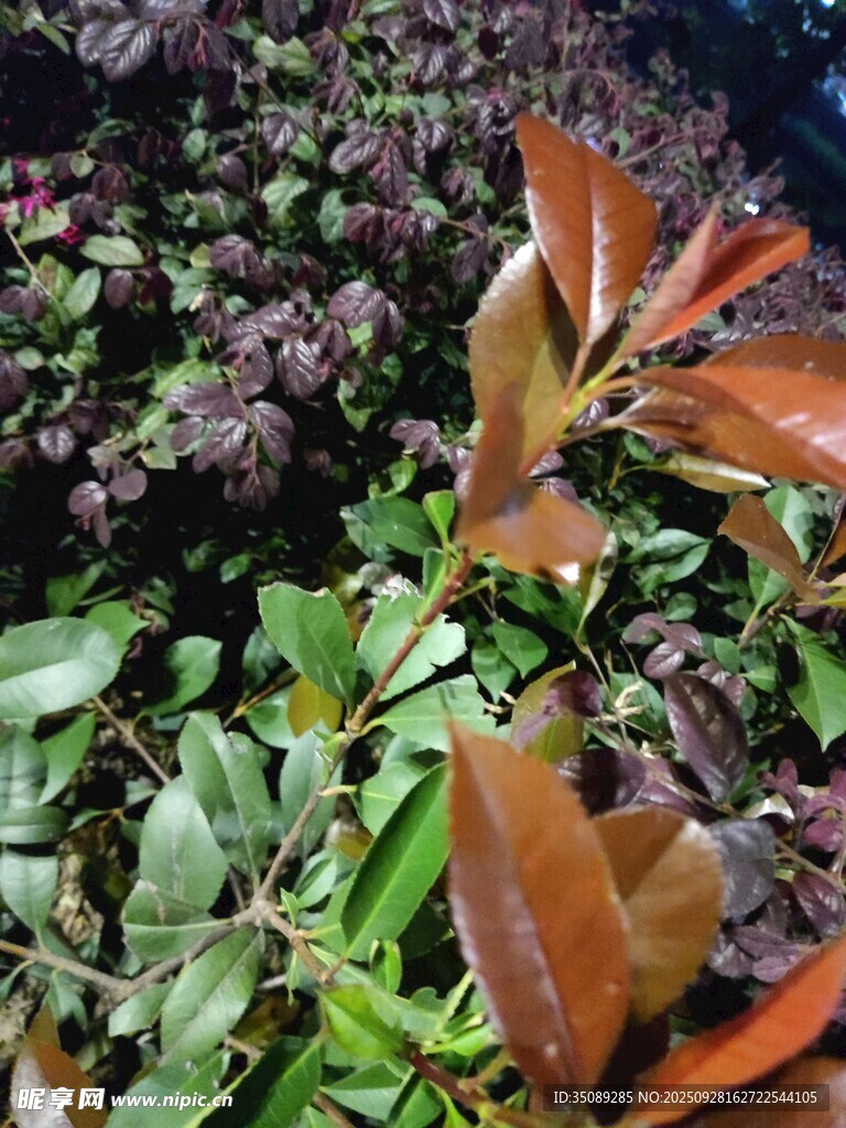 多彩植物叶片特写