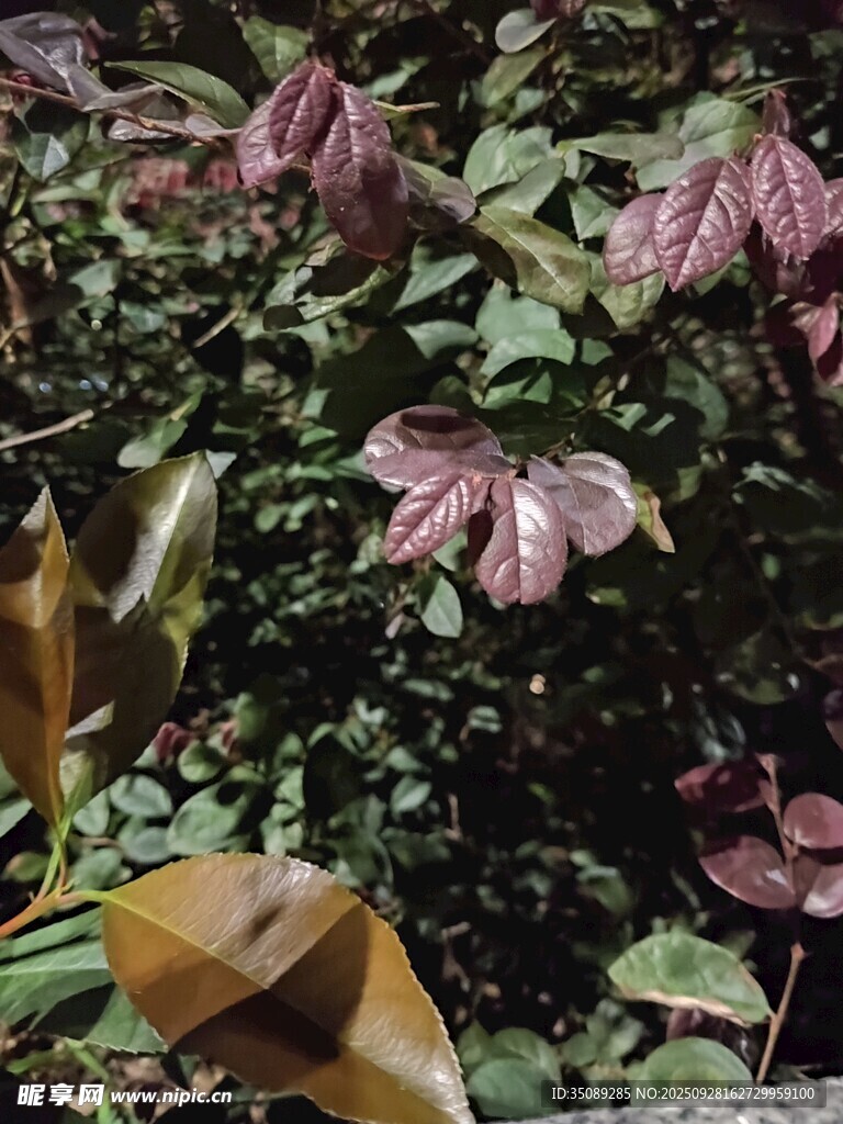 紫色叶片植物特写