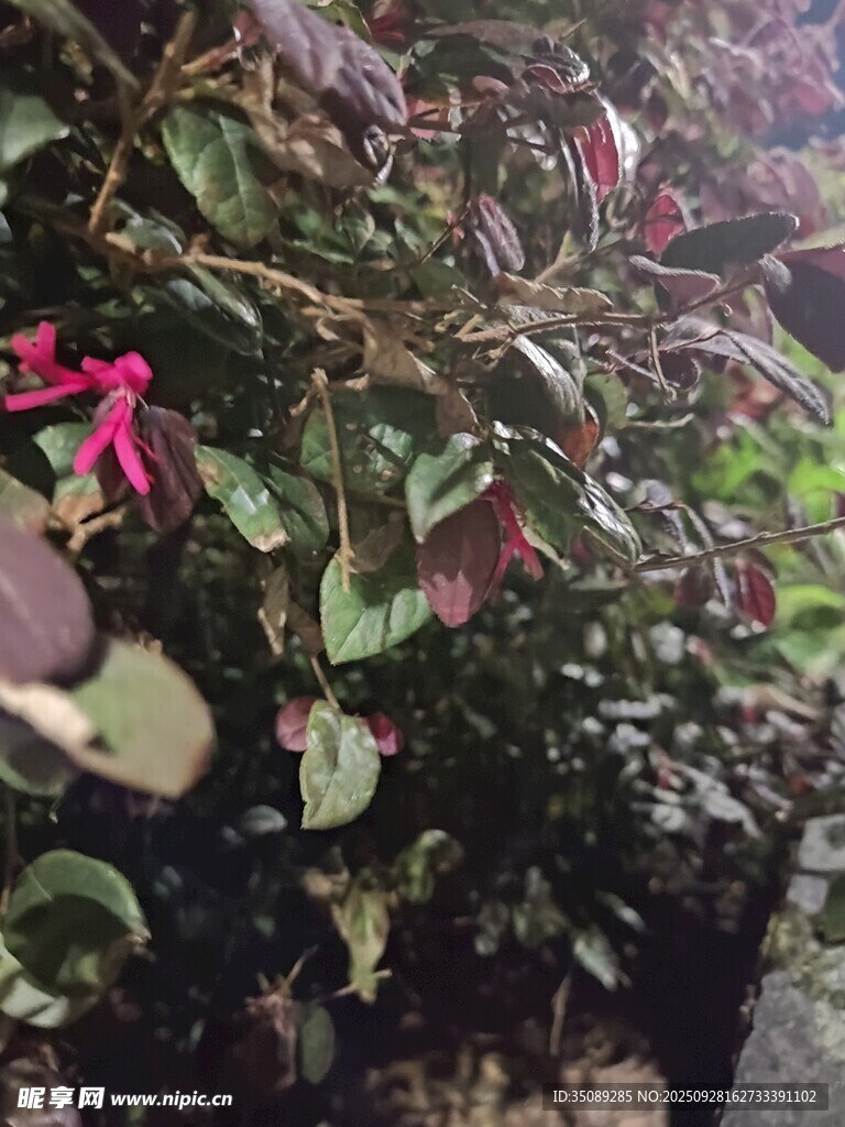 绿叶间的娇艳粉色花朵