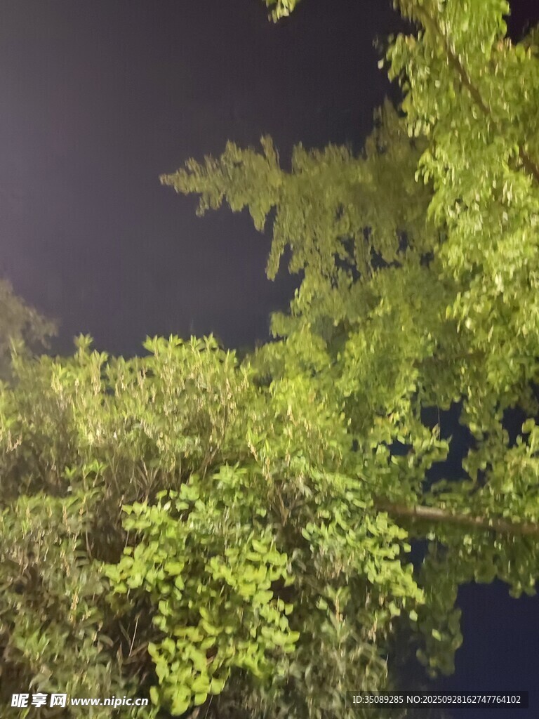 夜晚中的葱郁绿植