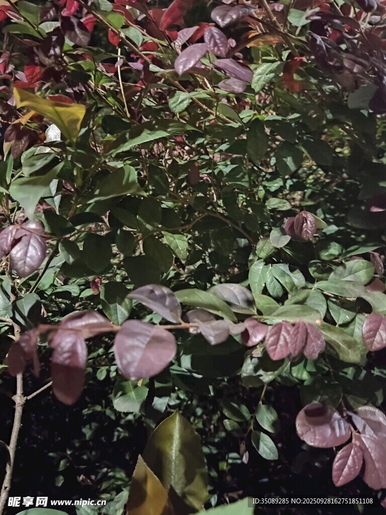 紫叶植物特写