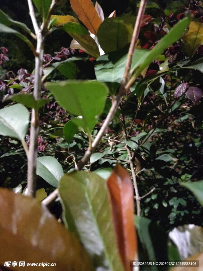 绿叶红边植物特写