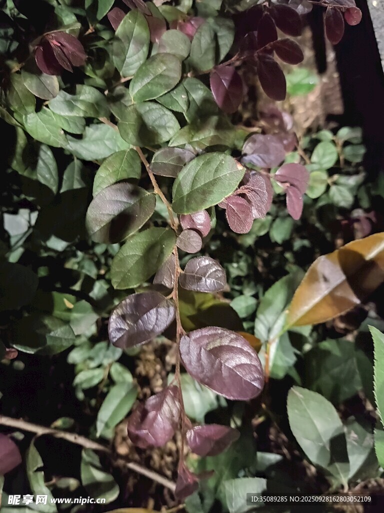 多彩叶片植物特写