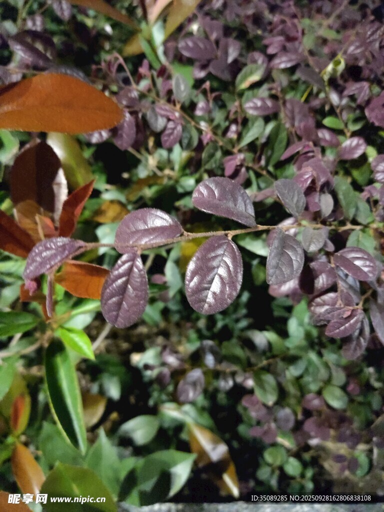 紫叶植物特写