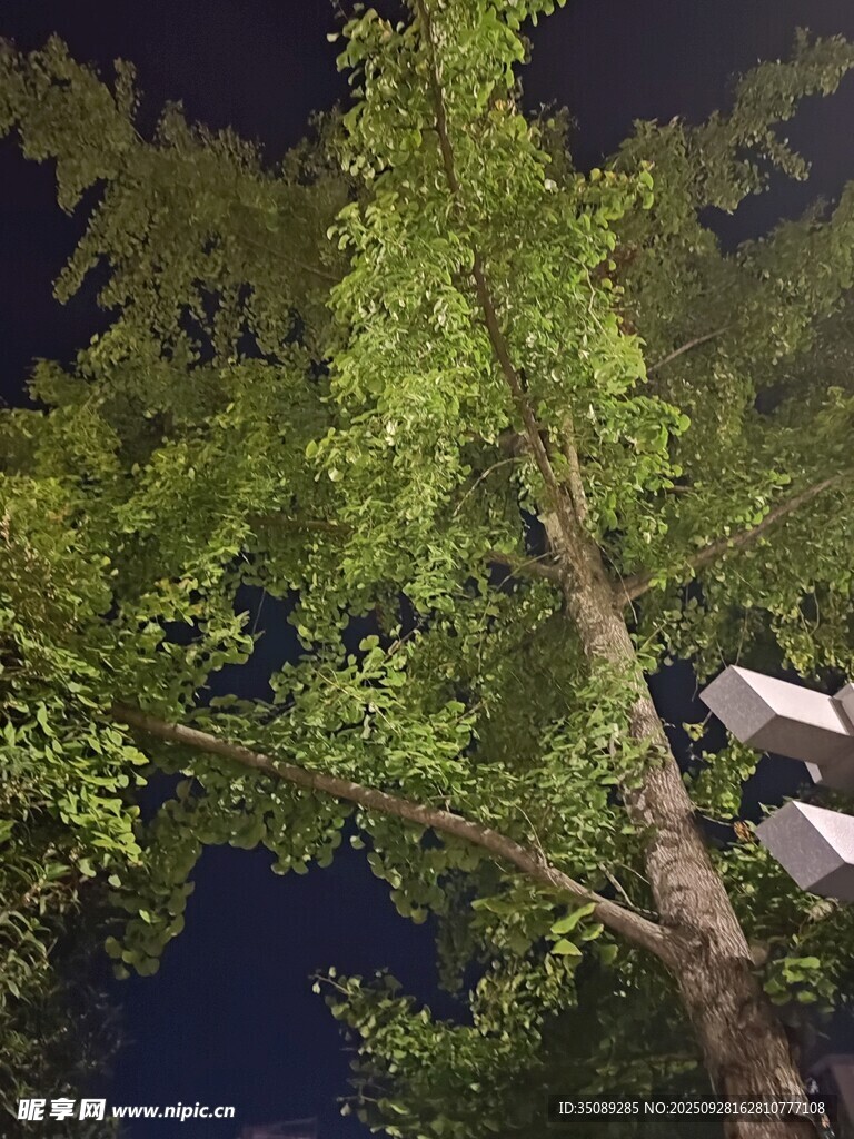 夜晚中的葱郁树木
