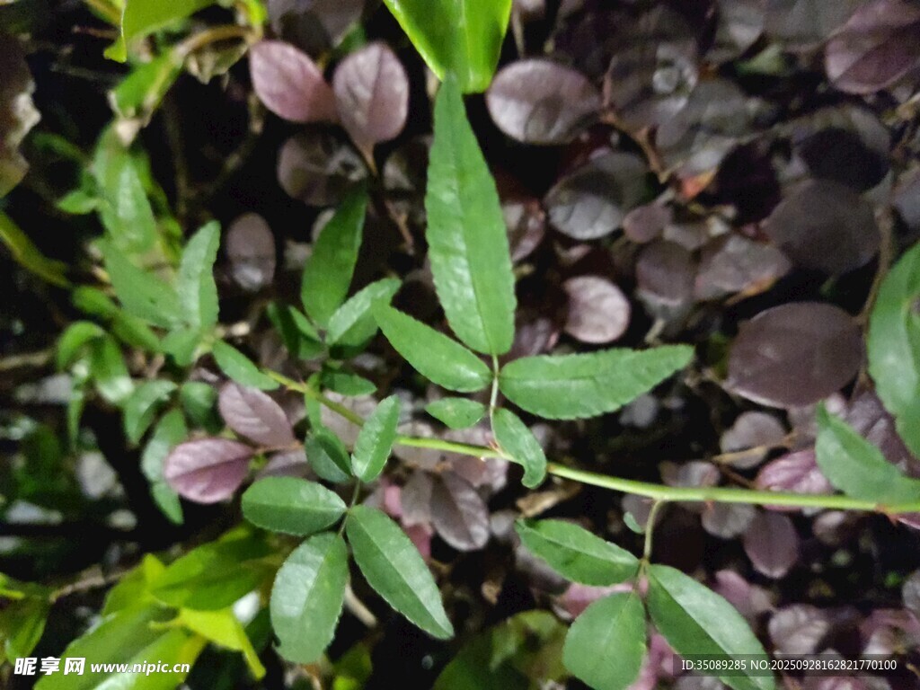 紫绿叶植物特写