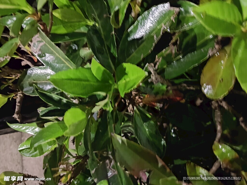 翠绿猪笼草植物特写